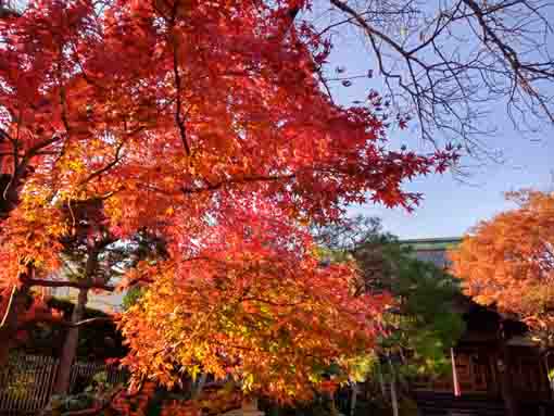 令和5年秋智泉院の紅葉1