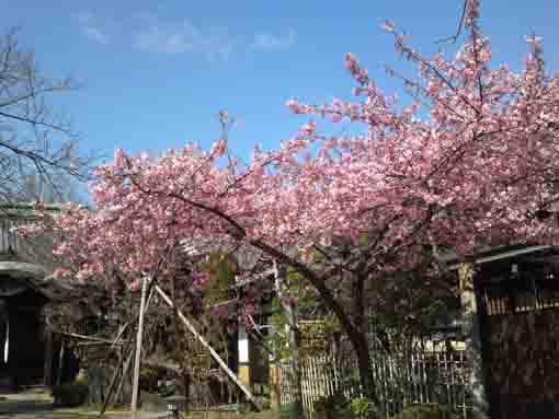 Kawazu Sakura in Chisenin in 2020