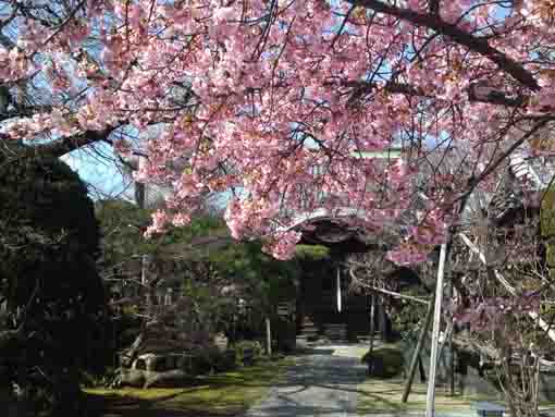 Kawazu Sakura and the main hall of  Chisenin