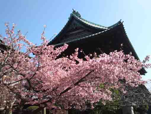 中山法華経寺仁王門と河津桜