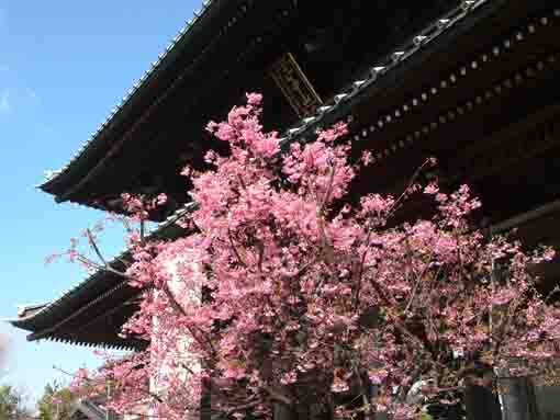 Kawazu Sakura in front ot Akamon in 2020