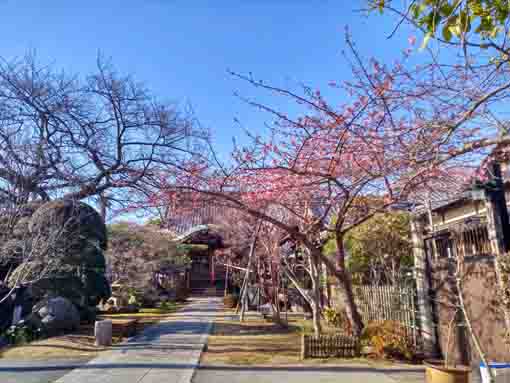blooming Kawazu Sakura in Chisenin