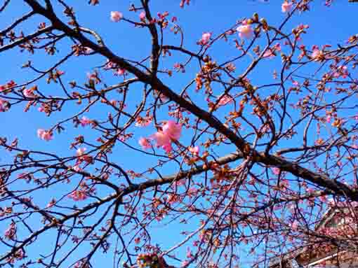 数輪の花をつけた池泉院の河津桜