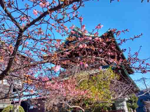 Kawazu Sakura in front of the Niomon