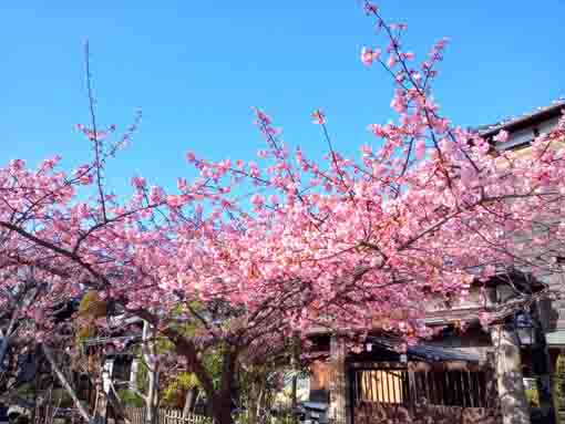 智泉院の見頃になった河津桜