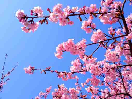 青空の下に咲く池泉院の河津桜
