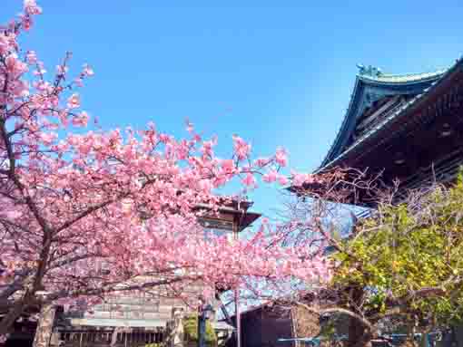 智泉院に咲く満開に近い河津桜