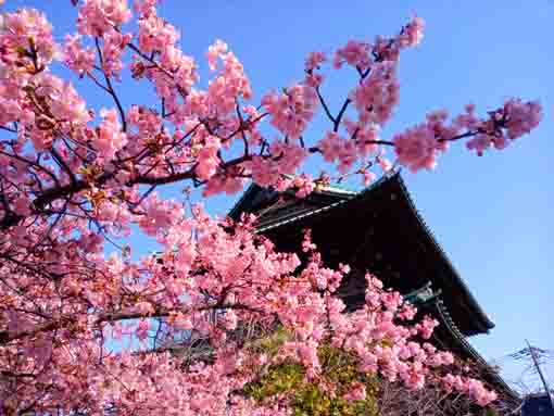 法華経寺仁王門と八分咲きの河津桜