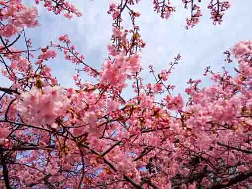 令和4年智泉院に咲く満開の河津桜1