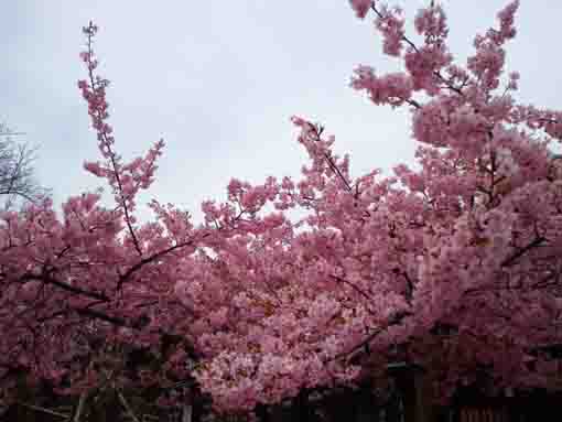 令和４年満開に咲く智泉院の河津桜