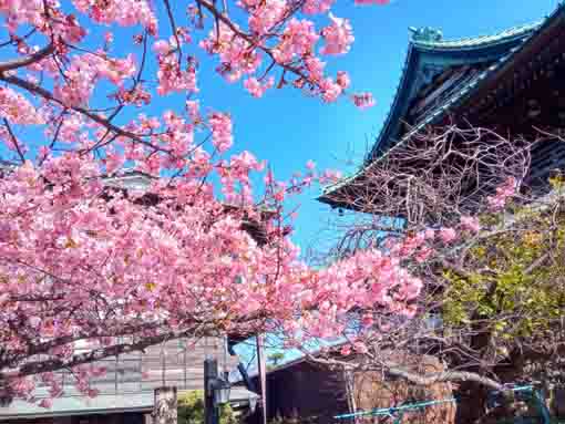 仁智泉院境内に咲く河津桜と仁王門