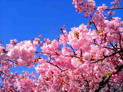 青空の下に咲く智泉院の河津桜２