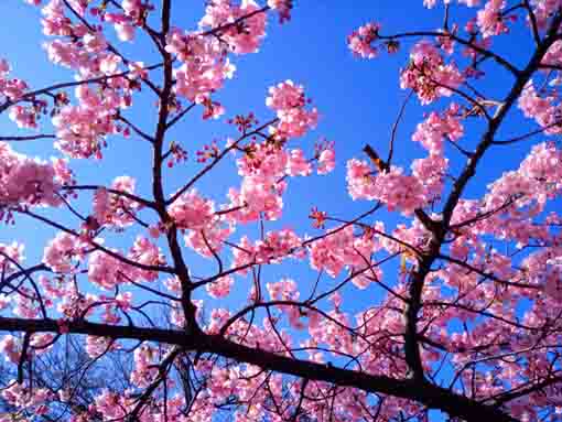 青空の下に咲く智泉院の河津桜３