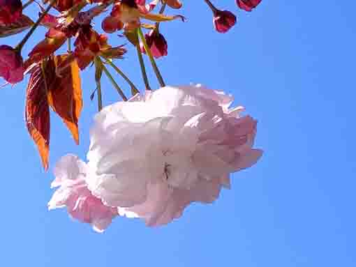 令和４年智泉院のボタン桜の開花６