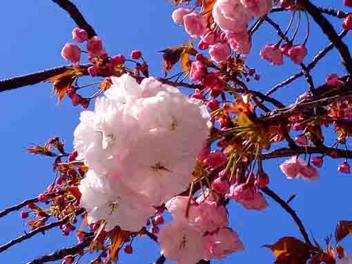 仁受山智泉院咲き始めた八重桜