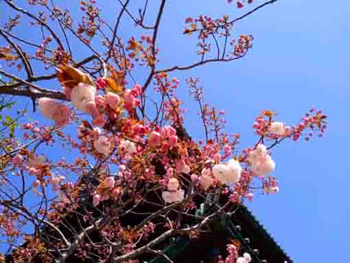 令和４年智泉院のボタン桜の開花１