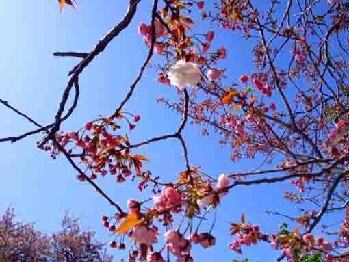 令和４年智泉院のボタン桜の開花２
