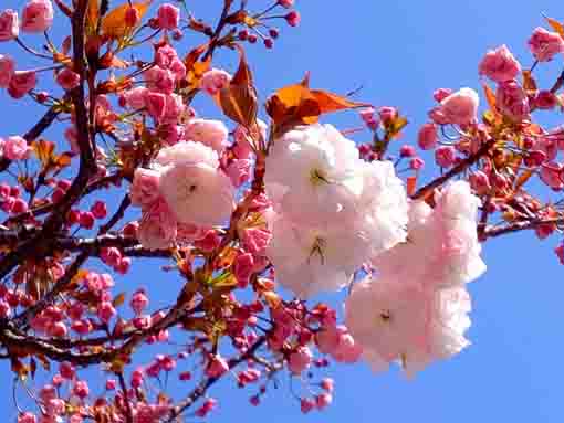 令和４年智泉院のボタン桜の開花４