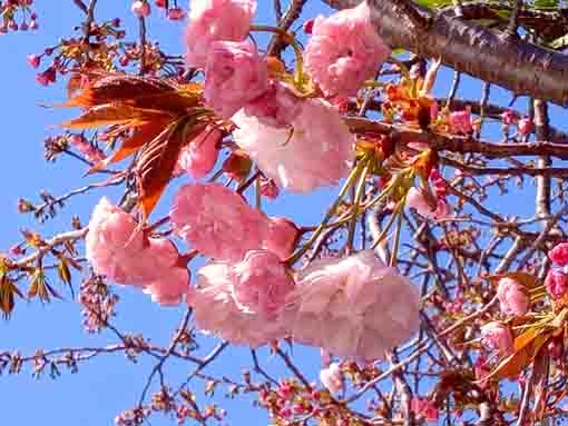 令和４年智泉院のボタン桜の開花３