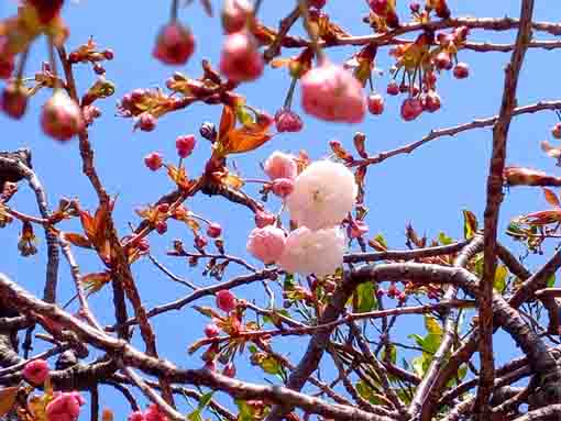 咲き始めました智泉院の牡丹桜１