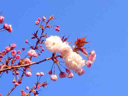 咲き始めました智泉院の牡丹桜２