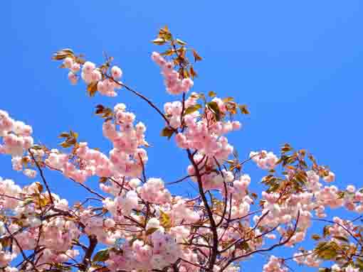 仁受山智泉院に咲く牡丹桜１