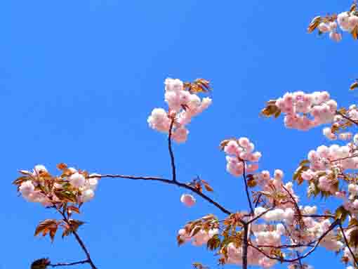 仁受山智泉院に咲く牡丹桜２