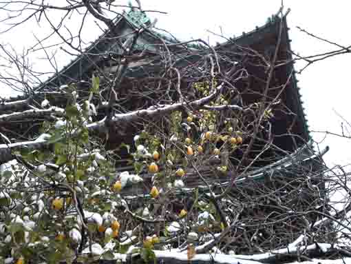 雪とレモンと法華経寺仁王門