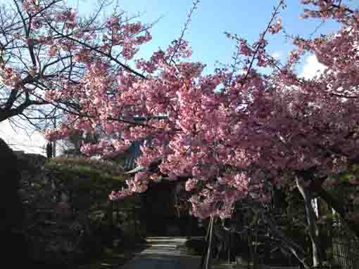 河津桜の咲く仁受山智泉院
