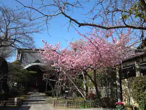 kawazu sakura on the approach in Chisenin