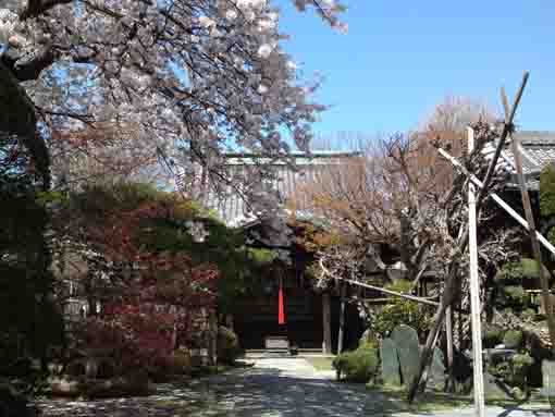 ソメイヨシノ咲く仁受山智泉院