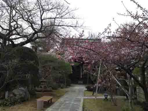 ume blossoms in Chisein