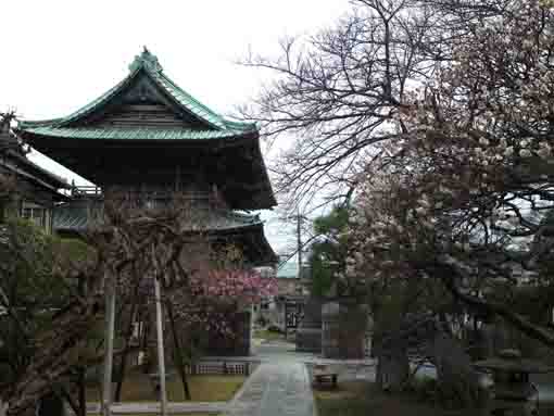 仁受山智泉院の梅と法華経寺の三門