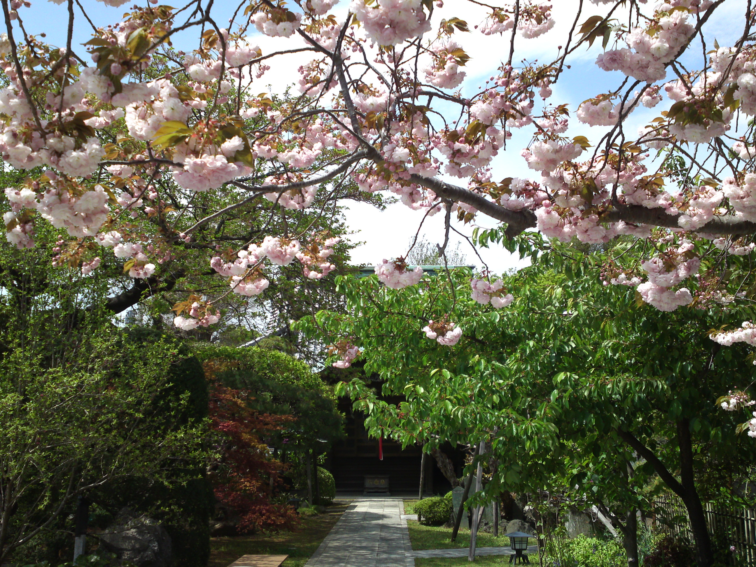 2018年智泉院に咲く牡丹桜３