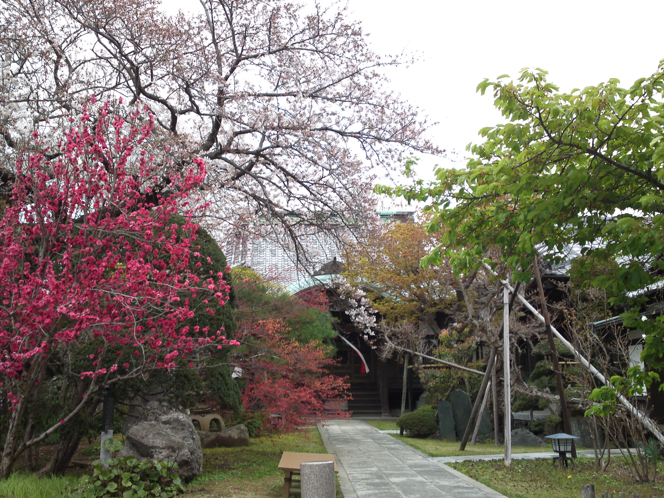 2019年春智泉院に咲くソメイヨシノ１