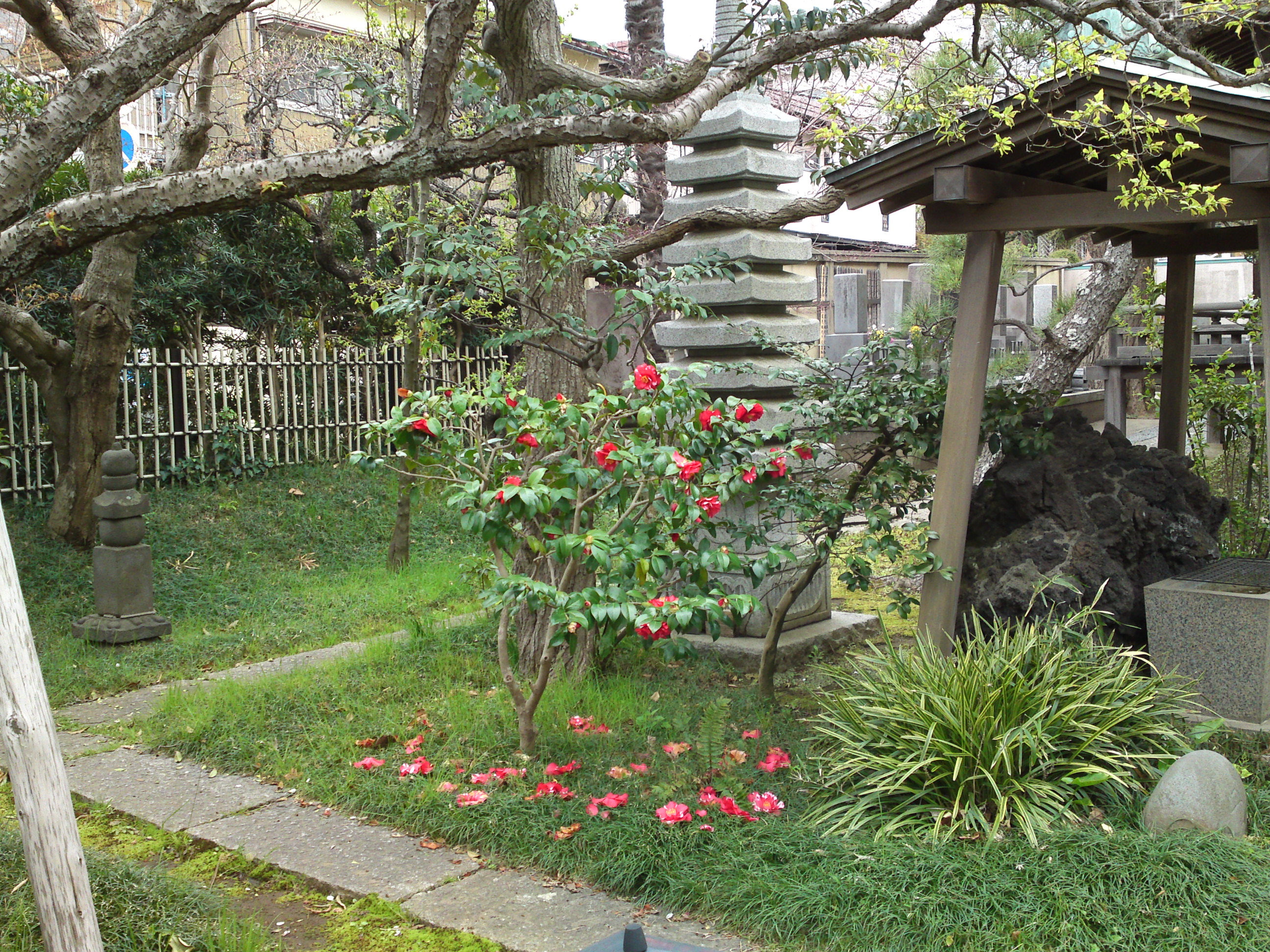 2019年春智泉院に咲く椿の花１