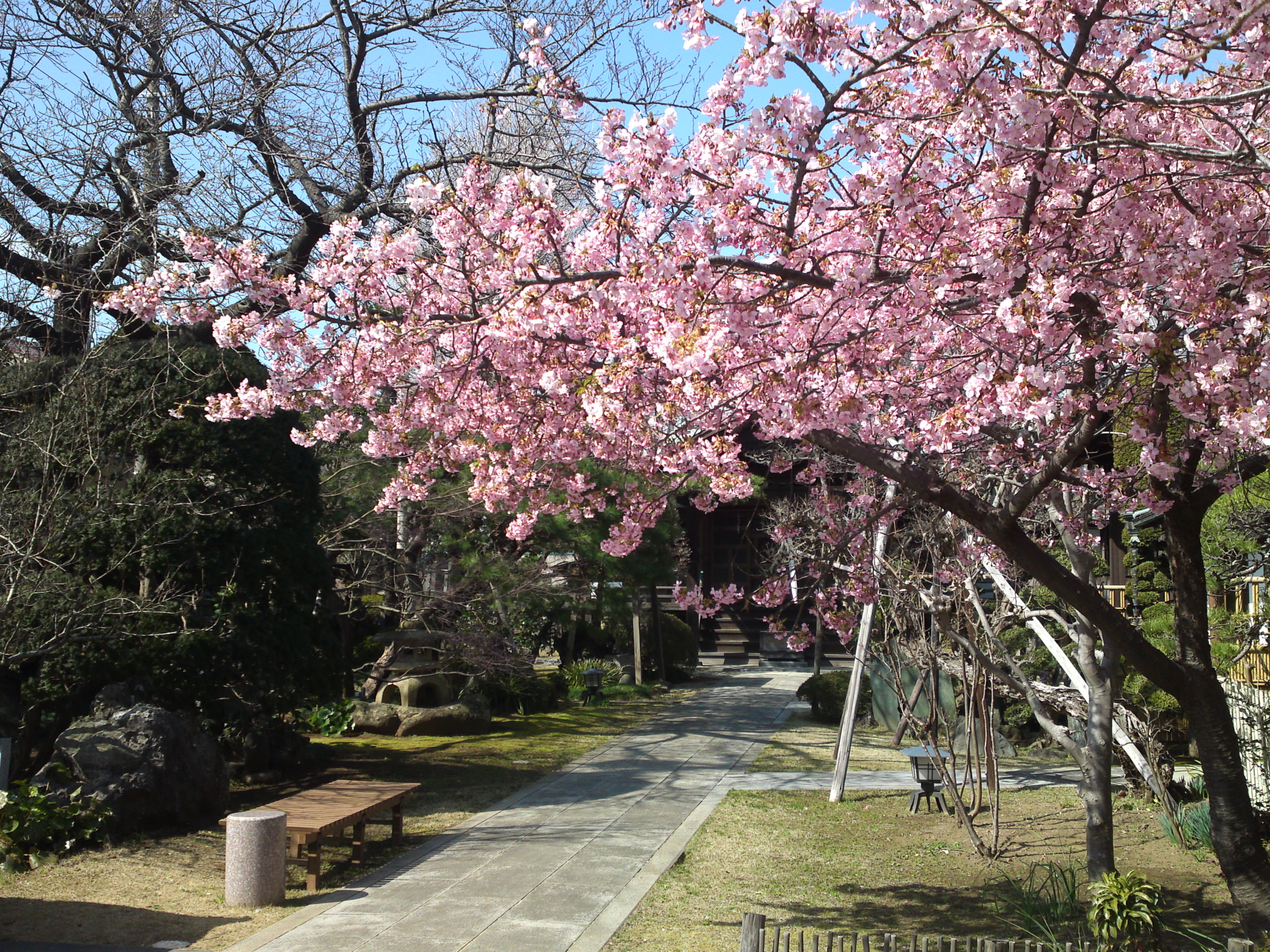 智泉院に咲く河津桜