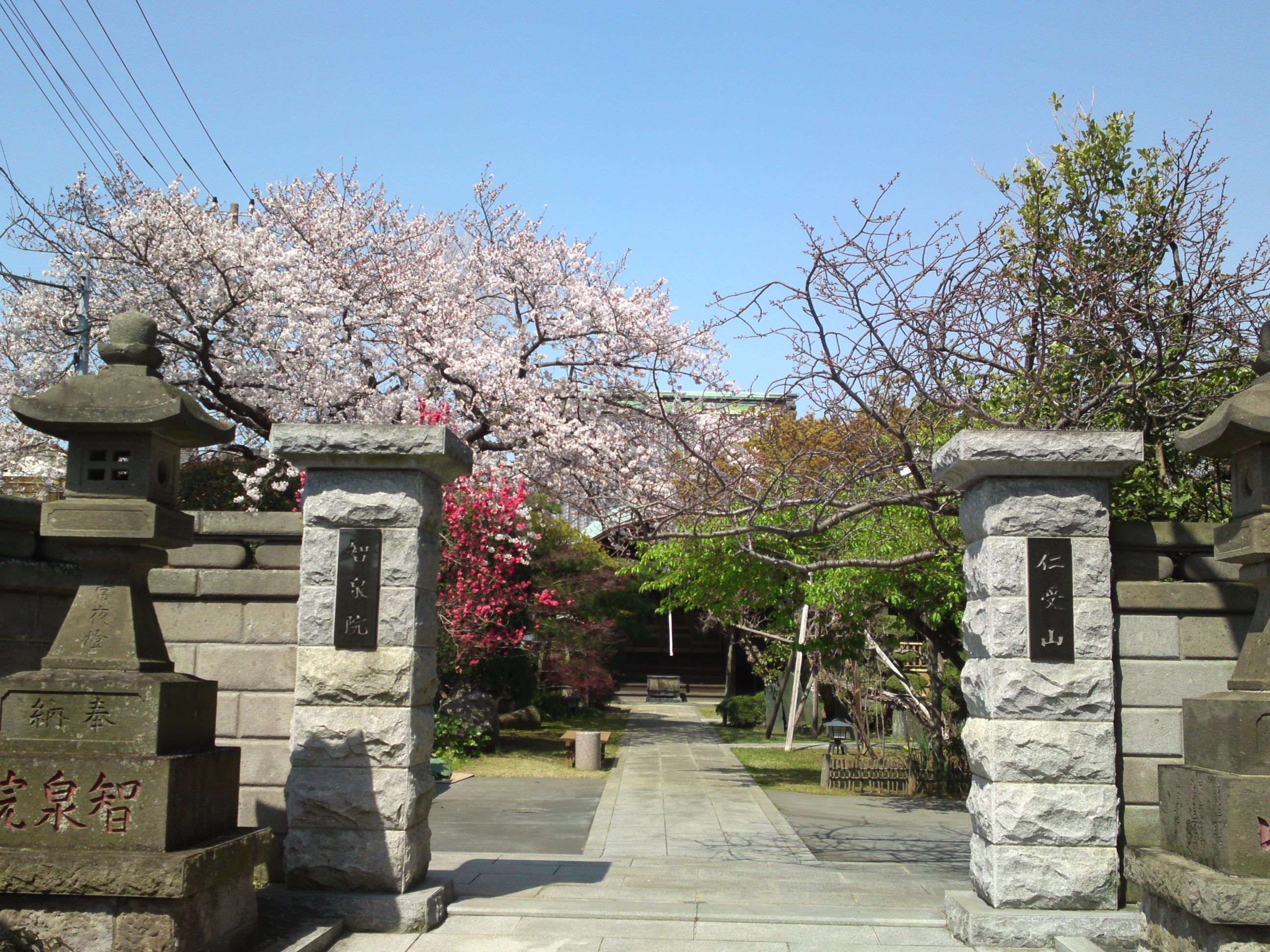 智泉院境内に咲く桜の花