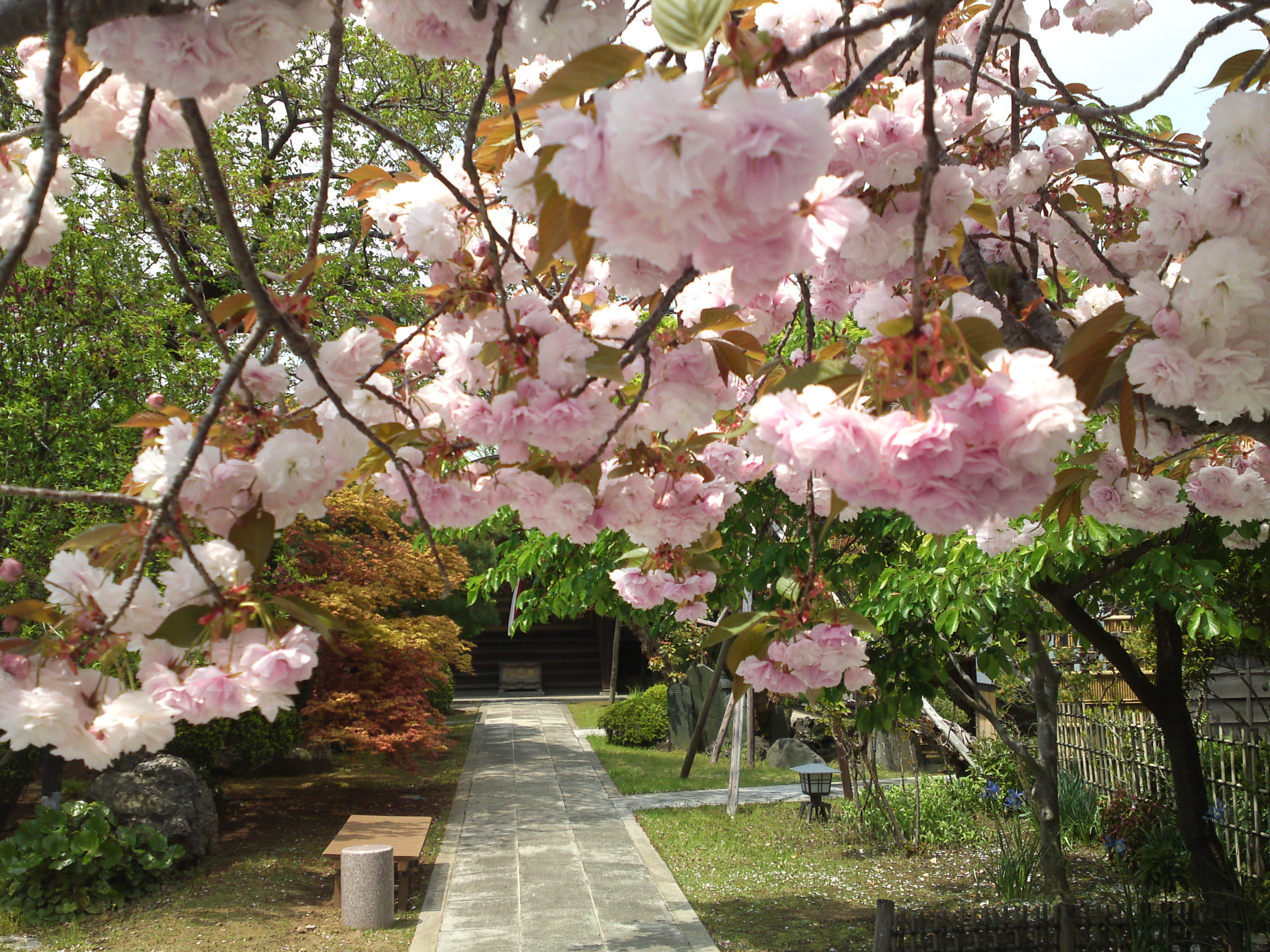 智泉院の牡丹桜