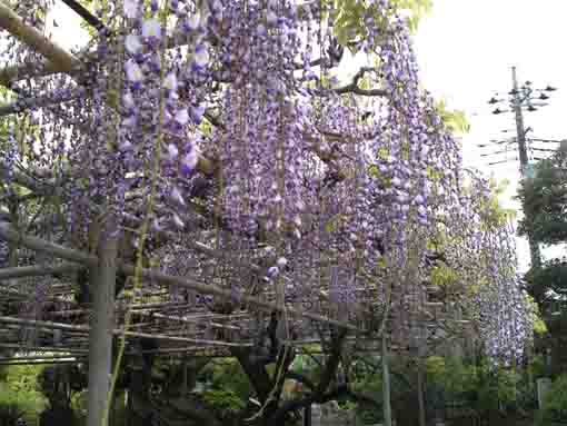 choju fuji in Miyakubo