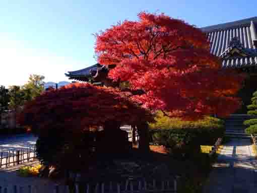 令和３年一之江長勝寺の紅葉２