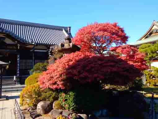 令和３年中山法華経寺祖師堂脇の公孫樹