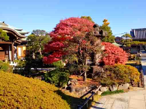 令和３年一之江長勝寺の紅葉４