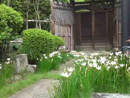 長勝寺境内に咲く可憐な白い花