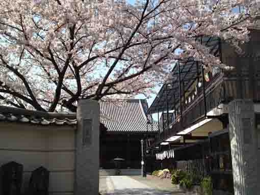 無量山仲台院西方寺の桜