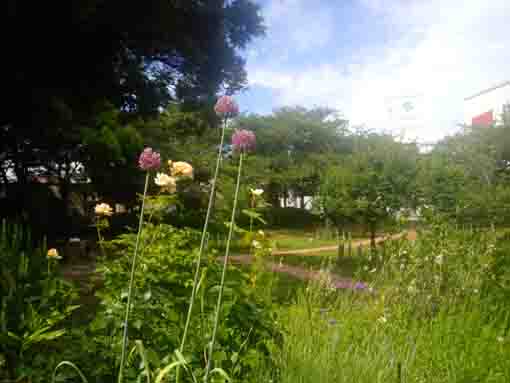 令和３年コルトンプラザの庭園に咲く夏の花々③