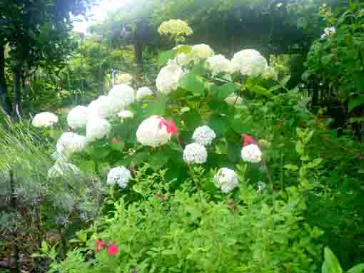 令和３年コルトンプラザの庭園に咲く夏の花々⑤