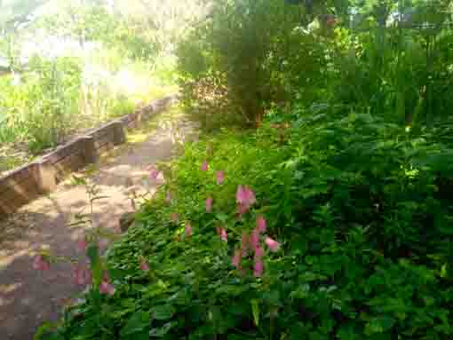 令和３年コルトンプラザの庭園に咲く夏の花々⑥