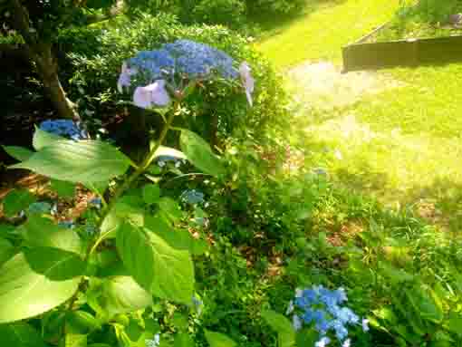 令和３年コルトンプラザの庭園に咲く夏の花々⑦