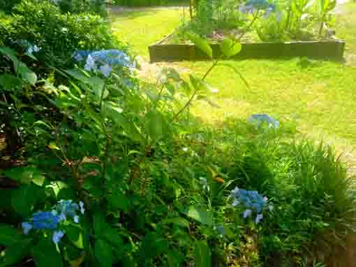 令和３年コルトンプラザの庭園に咲く夏の花々⑧